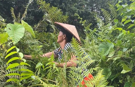An Iban woman gathers an edible plant, paku, in Rumah Jeffery’s ancestral territory