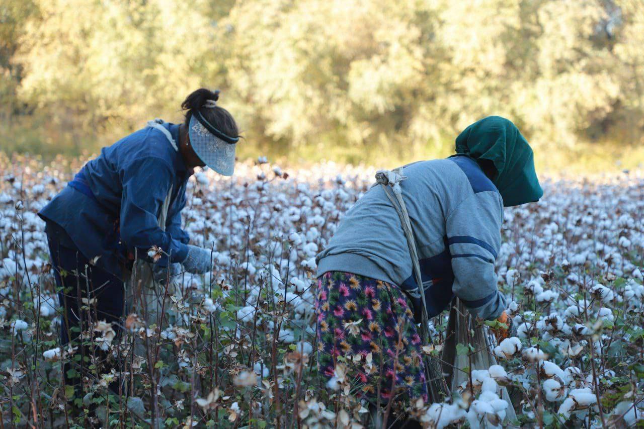 two cotton pickers at work in a field