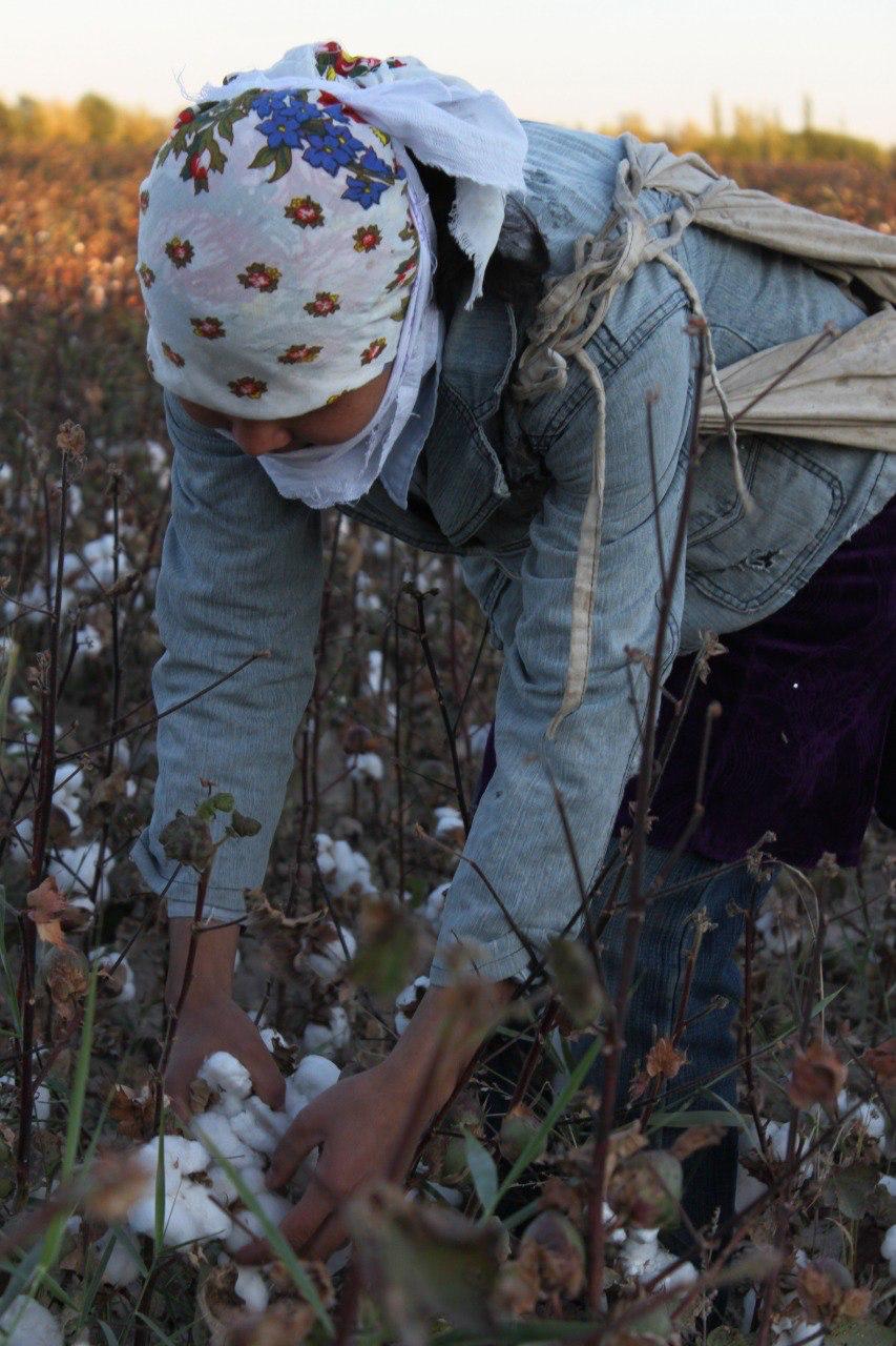 a woman picks cotton in a field