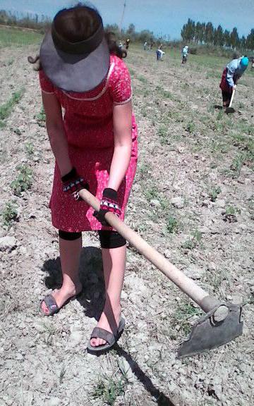 A woman tills the fields to prepare for the planting of cotton, spring, 2016, Sammarkand region. 