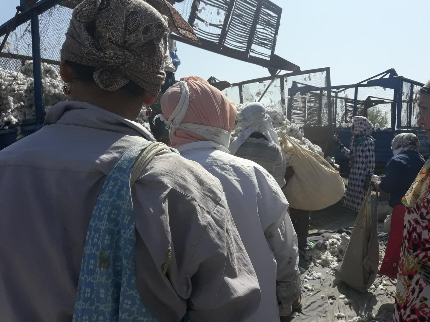 Работники грузят собранный ими хлопок на грузовики, уборка урожая 2016 года.