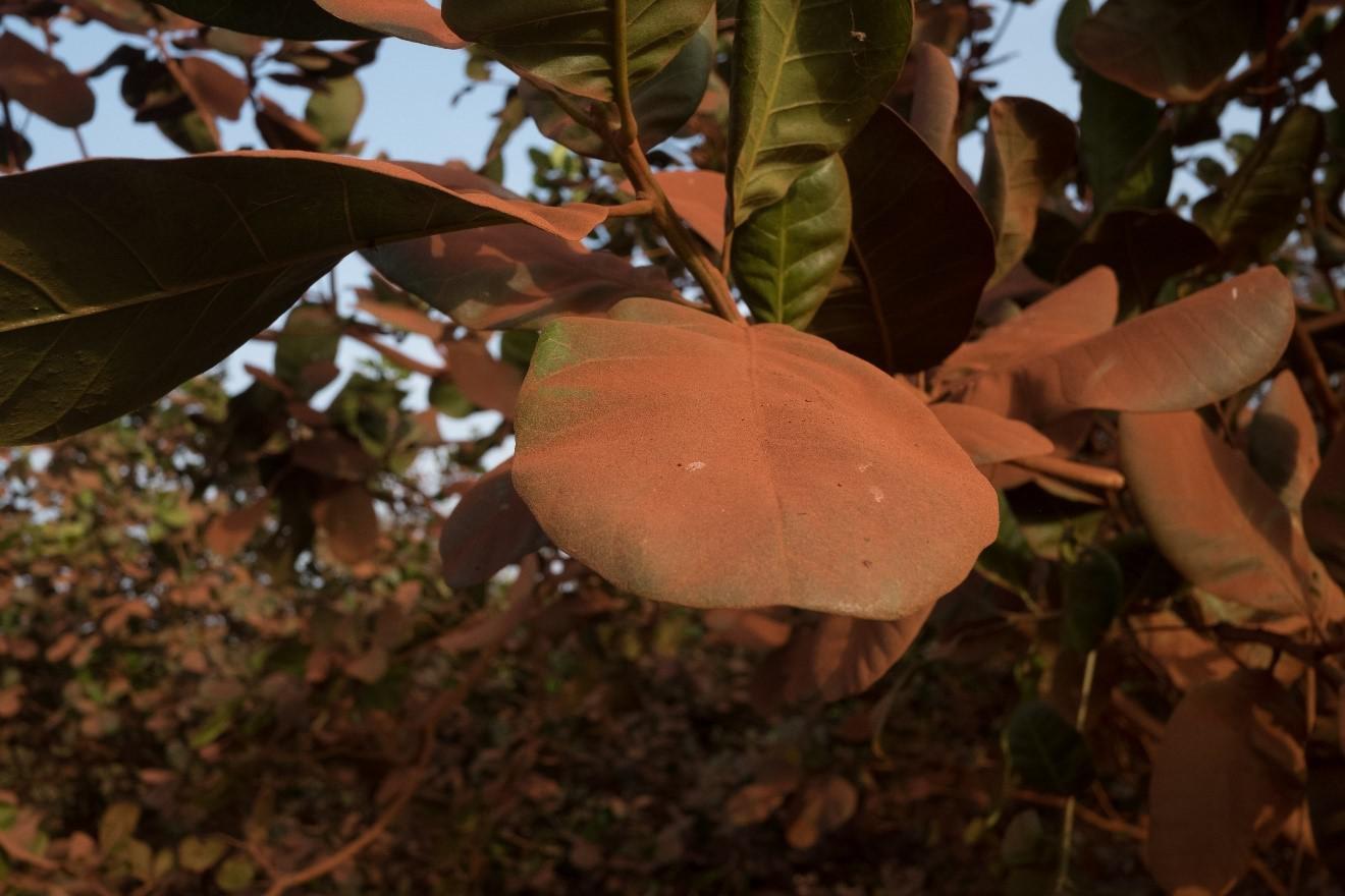 A tree covered in dust next to a mining road operated by the La Société Minière de Boké consortium. Communities state that the dust kicked up by the hundreds of trucks transporting bauxite on mining roads has reduced the productivity of surrounding trees 