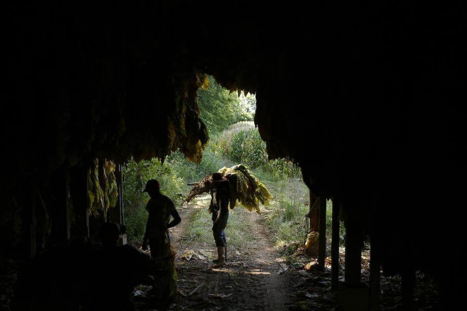 Workers house harvested burley tobacco in a barn in Shelbyville, Kentucky, US, August 20, 2020. 