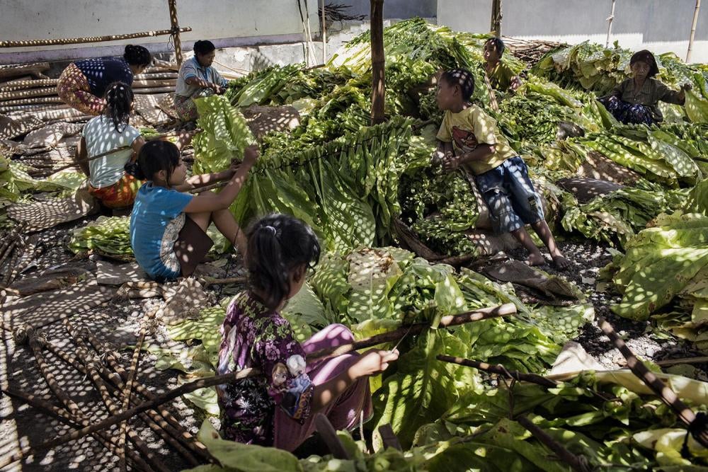 Children tie tobacco leaves onto sticks to prepare them for curing in East Lombok, West Nusa Tenggara. 
