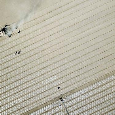 Cotton Field in Xinjiang 